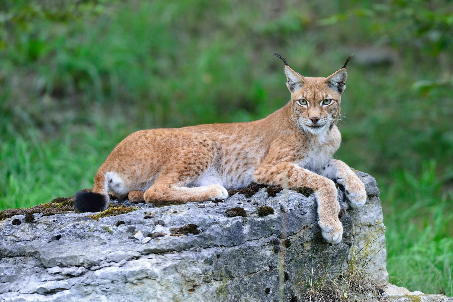 Ein Luchs liegt auf einem Felsen.
