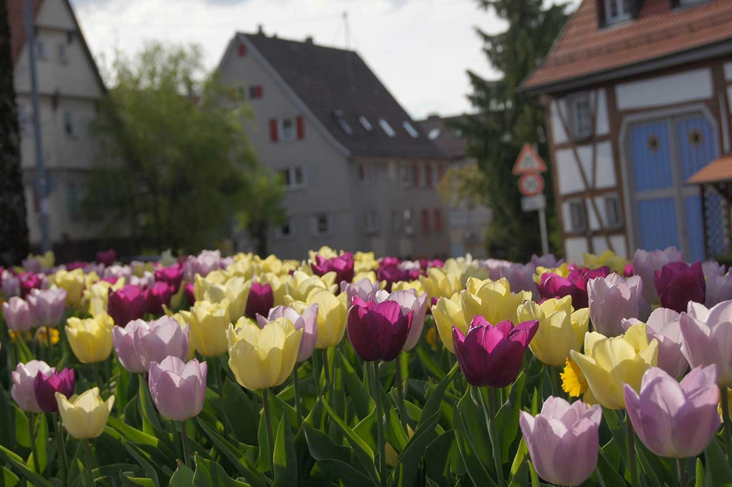 View over a sea of tulips into a village