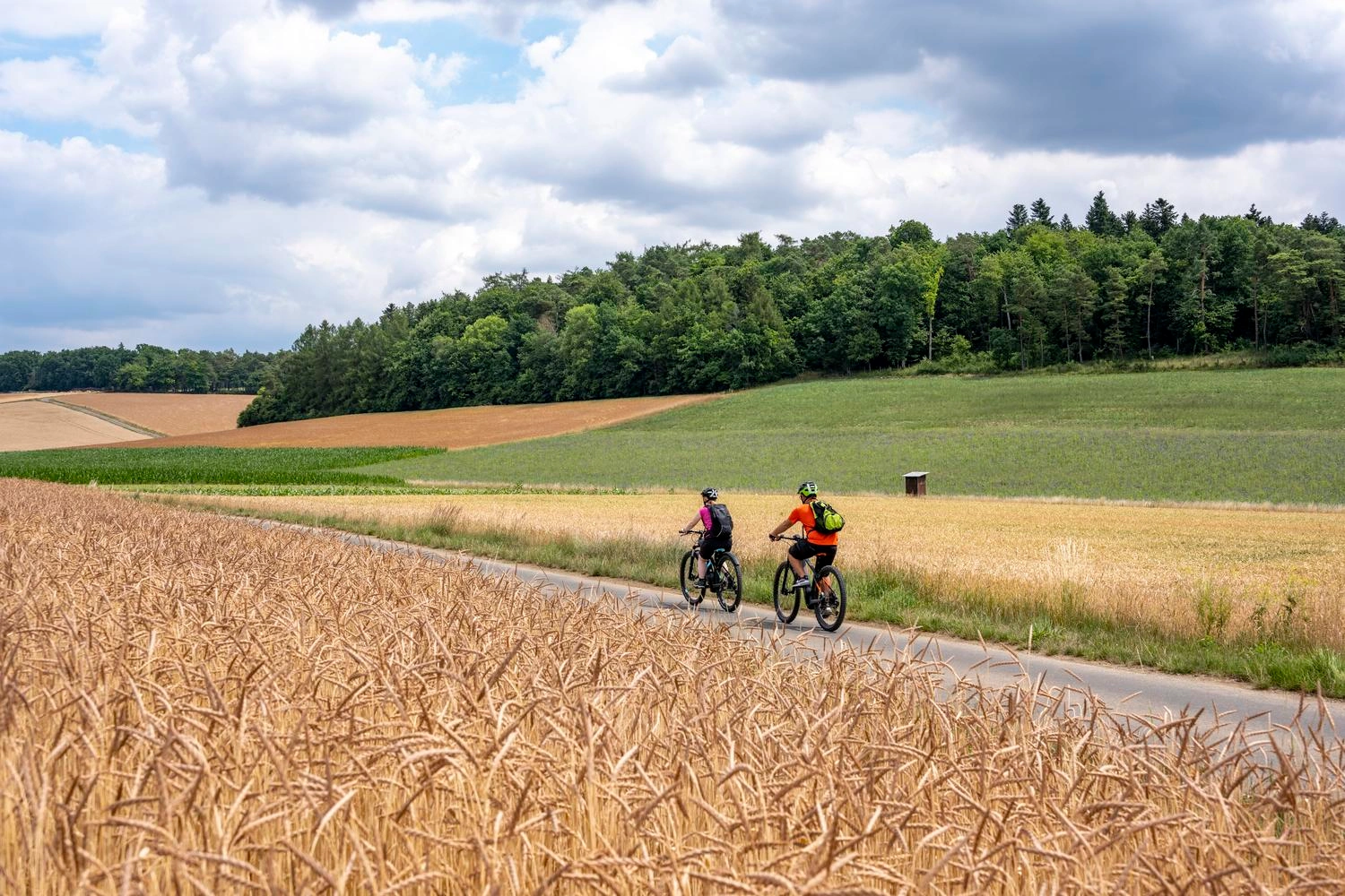 Zwei radfahrende Personen von hinten, die durch Felder mit Grünkern fahren.