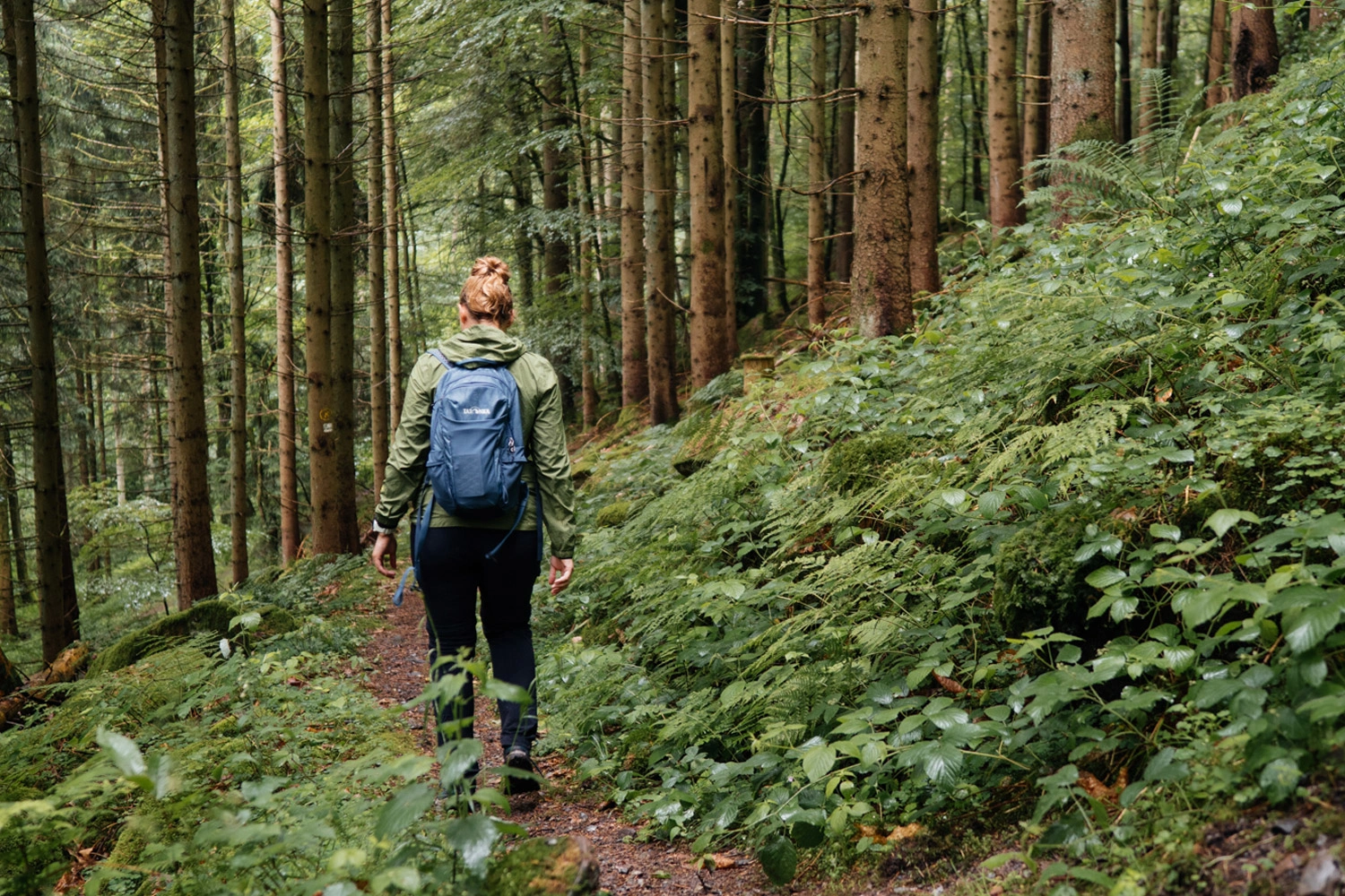 A person walks along a narrow path through a dense, green forest full of ferns and tall trees.