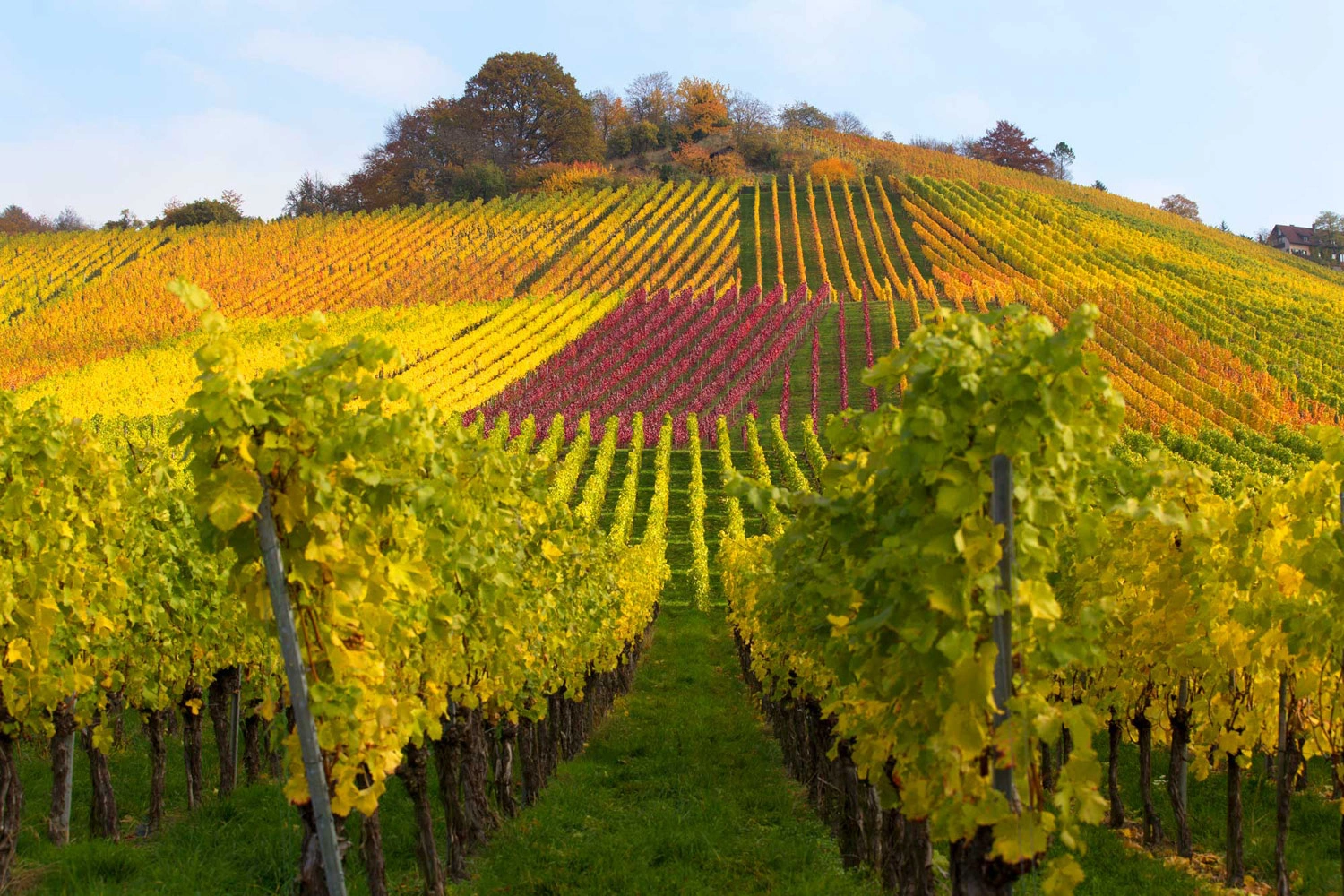 Stimmungsvolles Herbstbild aus dem Weinsüden Baden-Württemberg: Die Weinlage Rotenberg bei Stuttgart trägt im Herbst ein buntes Blätterkleid. Der Himmel ist blau und freundlich. 