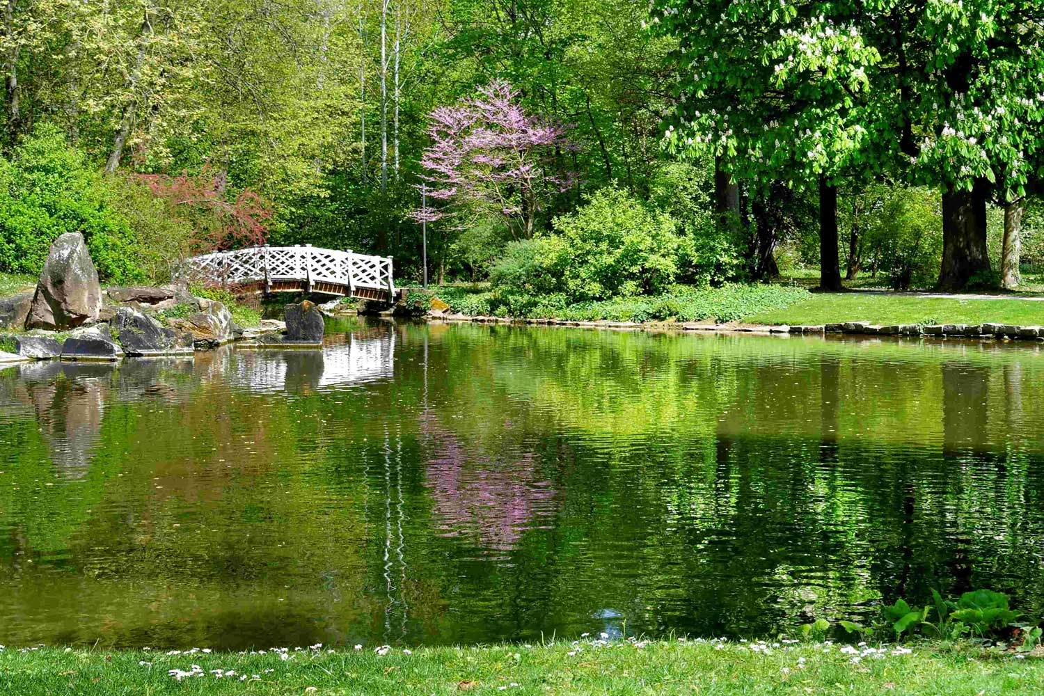 Teich in einer Parkanlage, im Hintergrund eine kleine Brücke