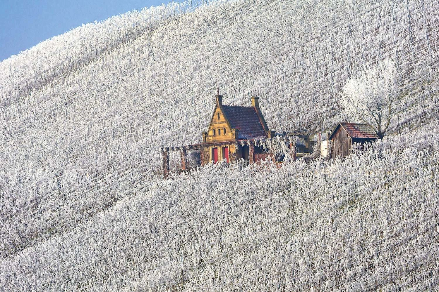 Weinberghaus inmitten der mit Raureif überzogenen Weinberge in Heilbronn