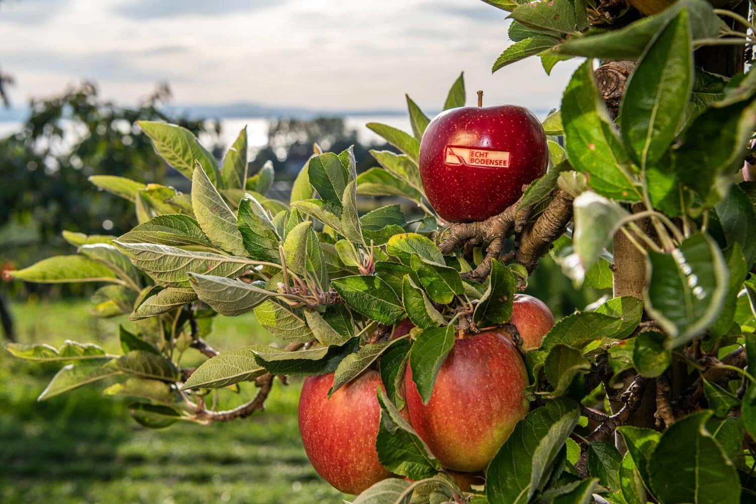Close-up of red apples on a branch