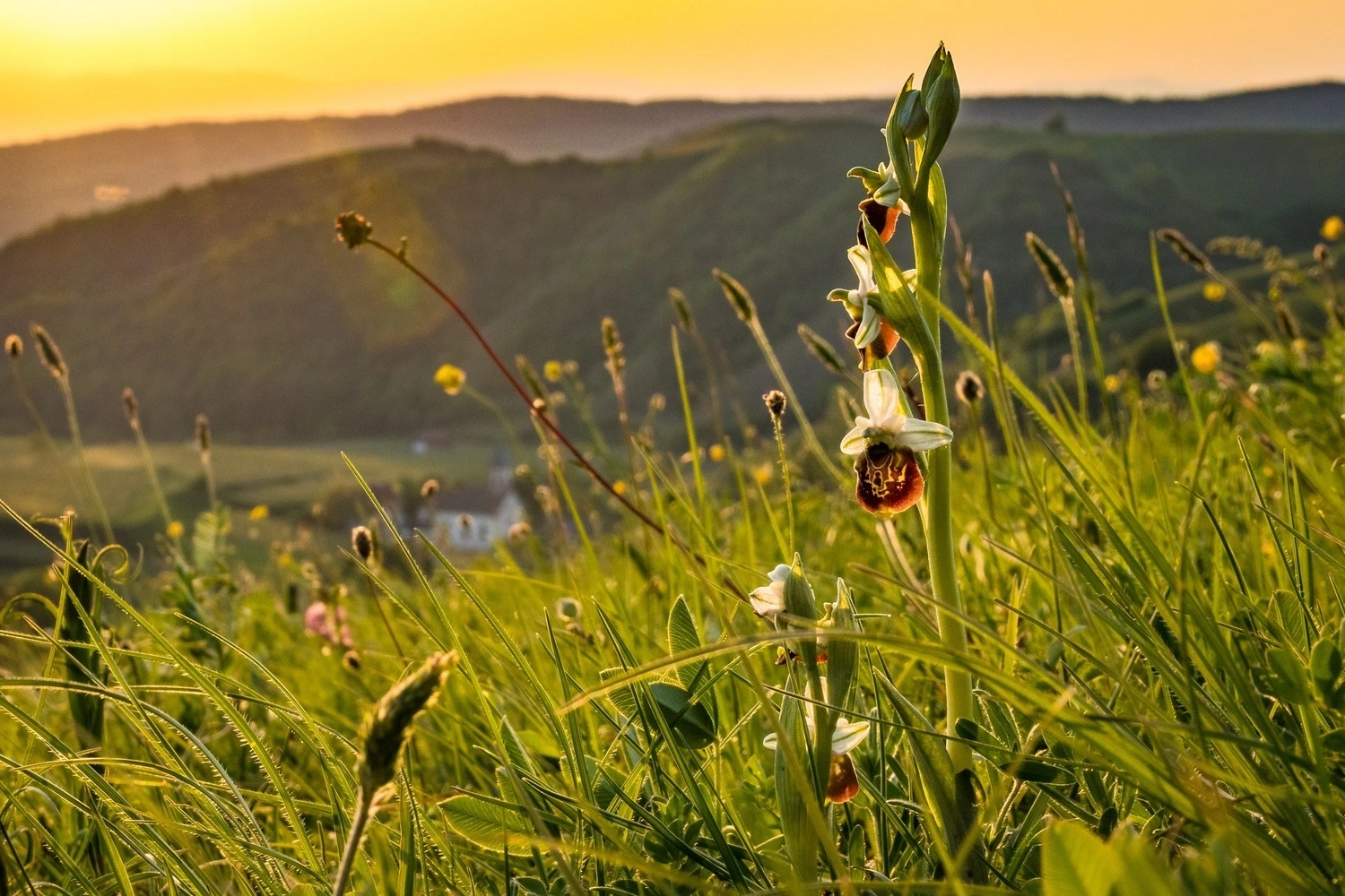 Blühende Ragwurz-Orchidee im Vordergrund einer sonnigen Wiesenlandschaft am Kaiserstuhl, mit Weinbergen und Hügeln im Hintergrund
