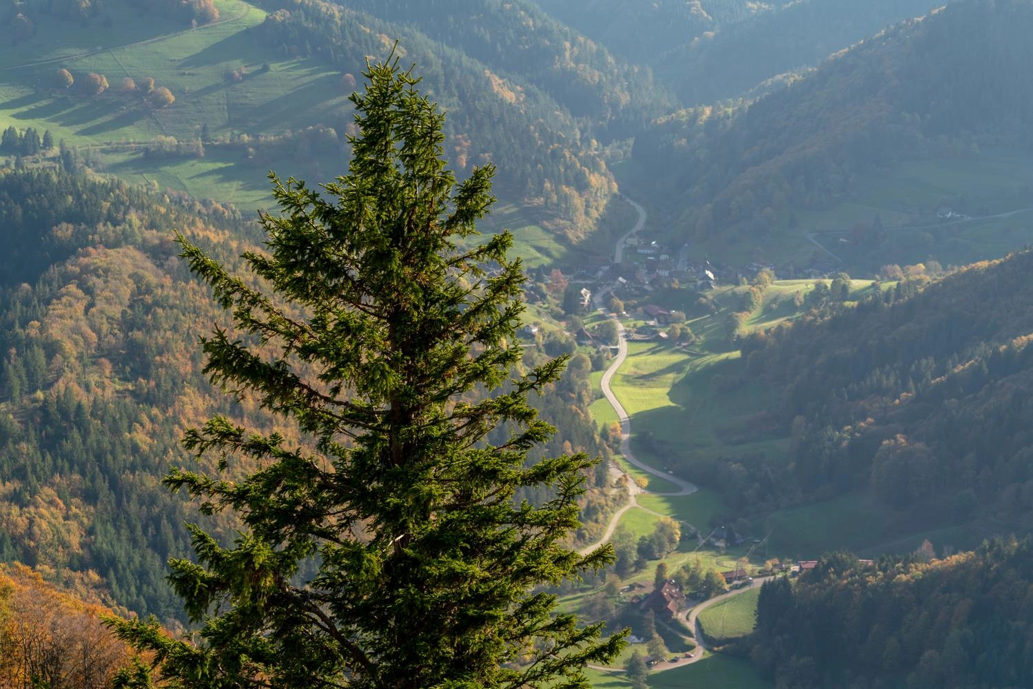  View of a fir tree in the foreground and a wide valley in the background.