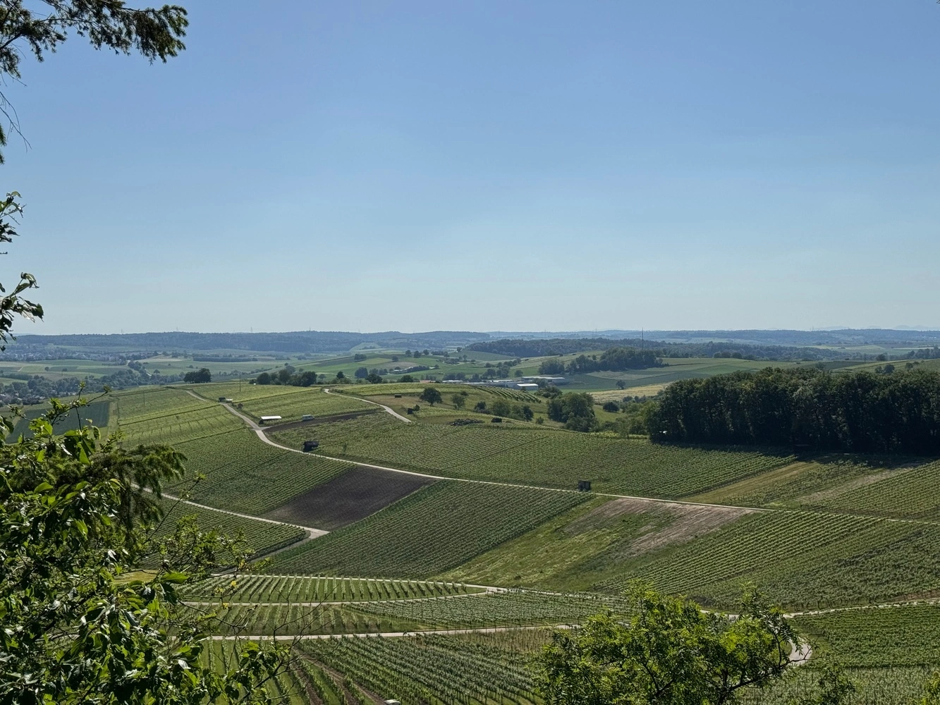 Blick über ein Tal voller Weinreben bei gutem Wetter und blauem Himmel.