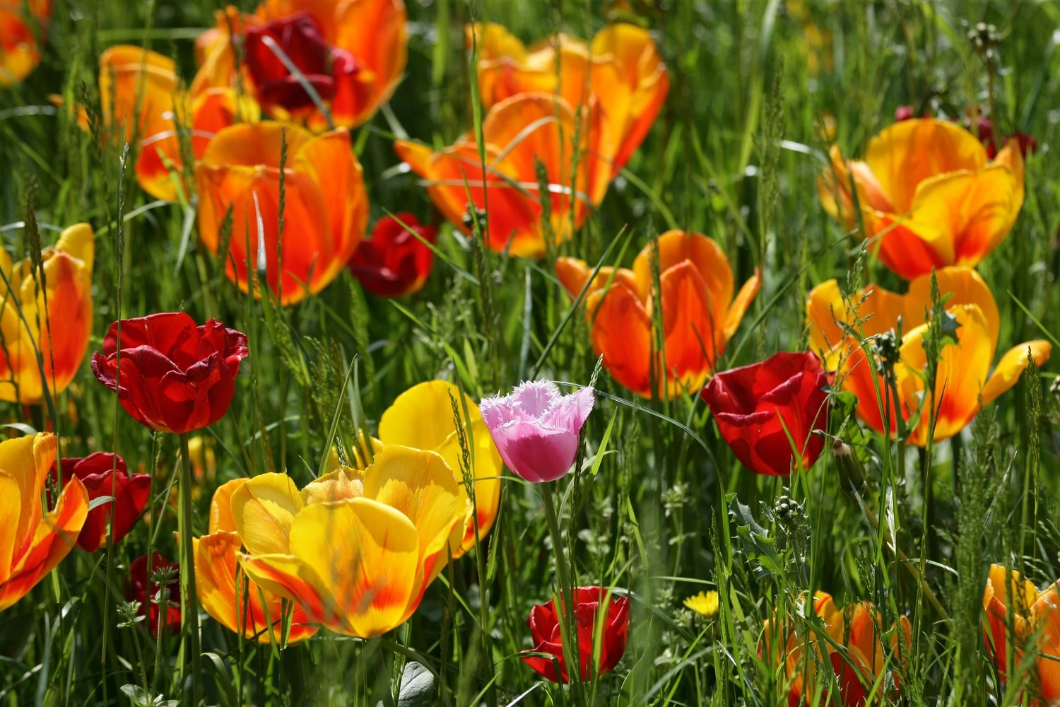 Bunte Tulpenwiese