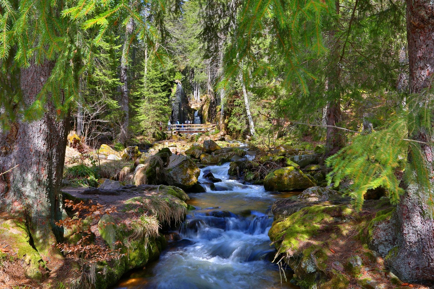 Durch einen hellen Tannenwald schlängelt sich sprudelnd ein idyllischer Bach