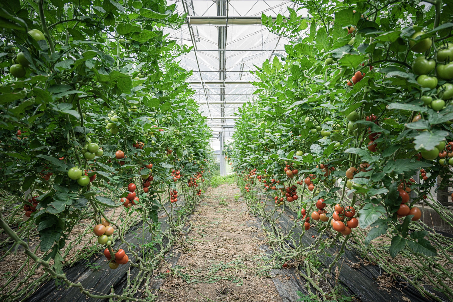 Tomatoes are planted in a greenhouse.