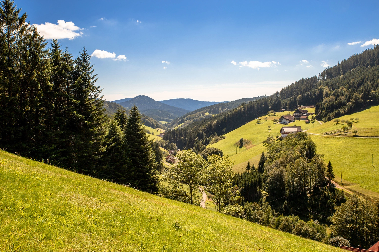 Lush meadows on wooded mountain slopes in a high valley.