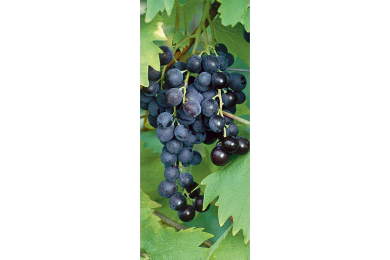 Close-up of a Muscat Trollinger red wine grape