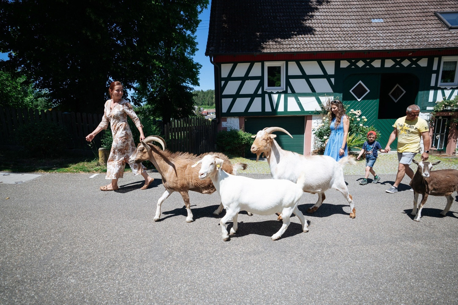 Eine Familie geht mit einer Ziegenherde spatzieren. Sie kommen an einem Fachwerkhaus vorbei. Die Umgebung wirkt ländlich und entspannt.