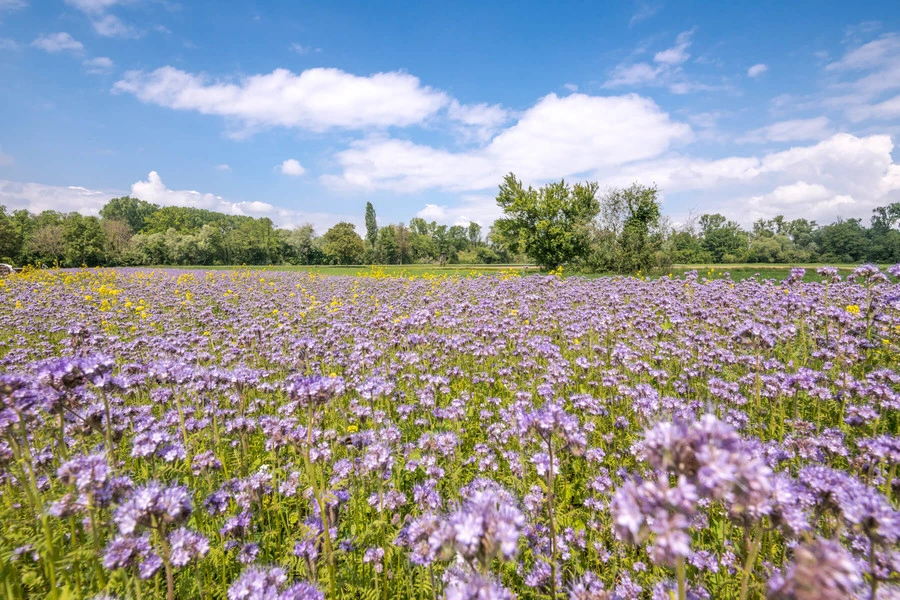 Eine große Wiese mit vielen lila Blumen. Im Hintergrund stehen viele Bäume. 