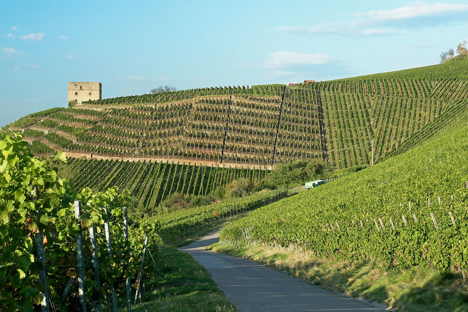 View of steep slopes in the Rems Valley with a castle ruin. A path winds its way through the sunny wine terraces. The sky is blue.
