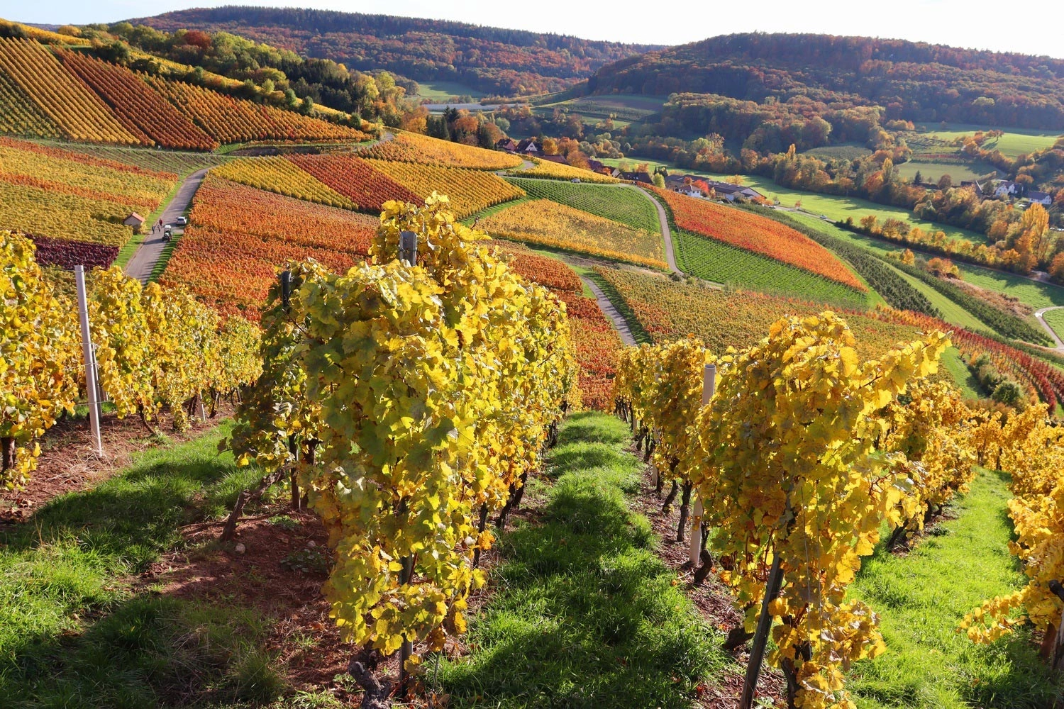 Vineyards in autumn colours and gently rolling hills near Pfedelbach in the Hohenlohe region.