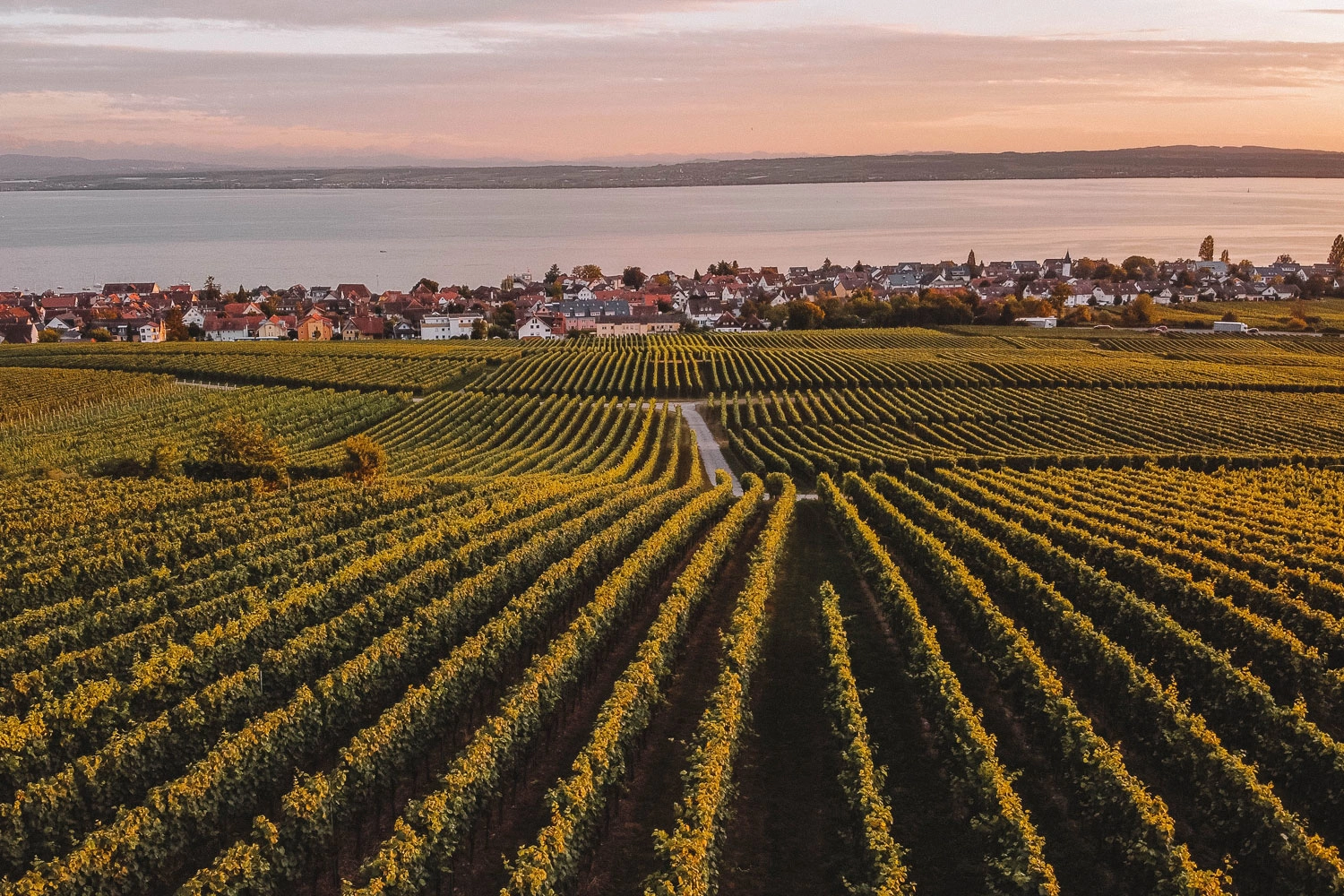 View over Lake Constance and its extensive vineyard landscape.