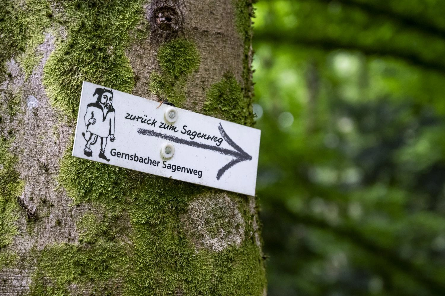 Hinweisschild am moosbewachsenen Baum weist mit Pfeil zum Gernsbacher Sagenweg im grünen Wald.