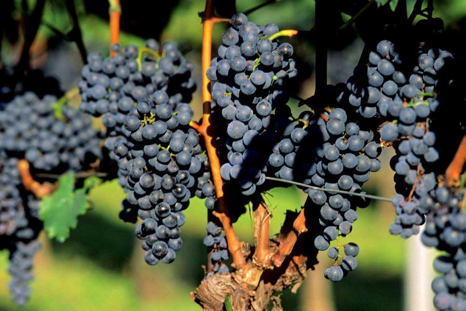 Close-up of a red wine grape Lemberger