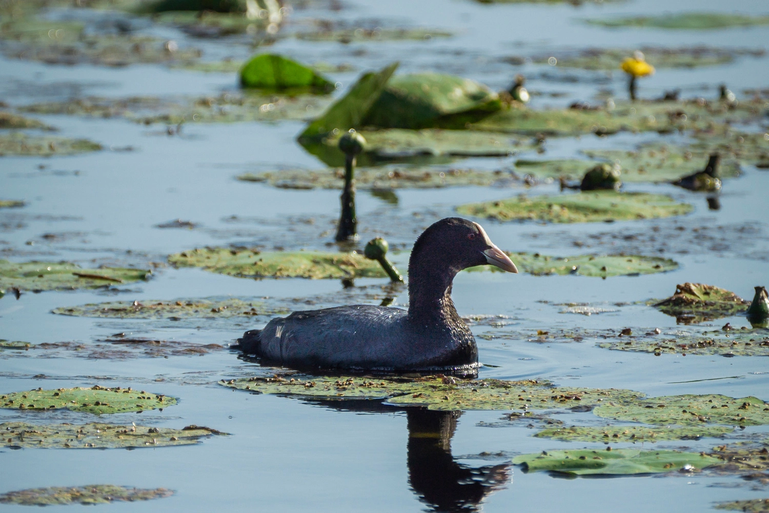 A coot swims on the Federsee. There are many water lily pads on the water.
