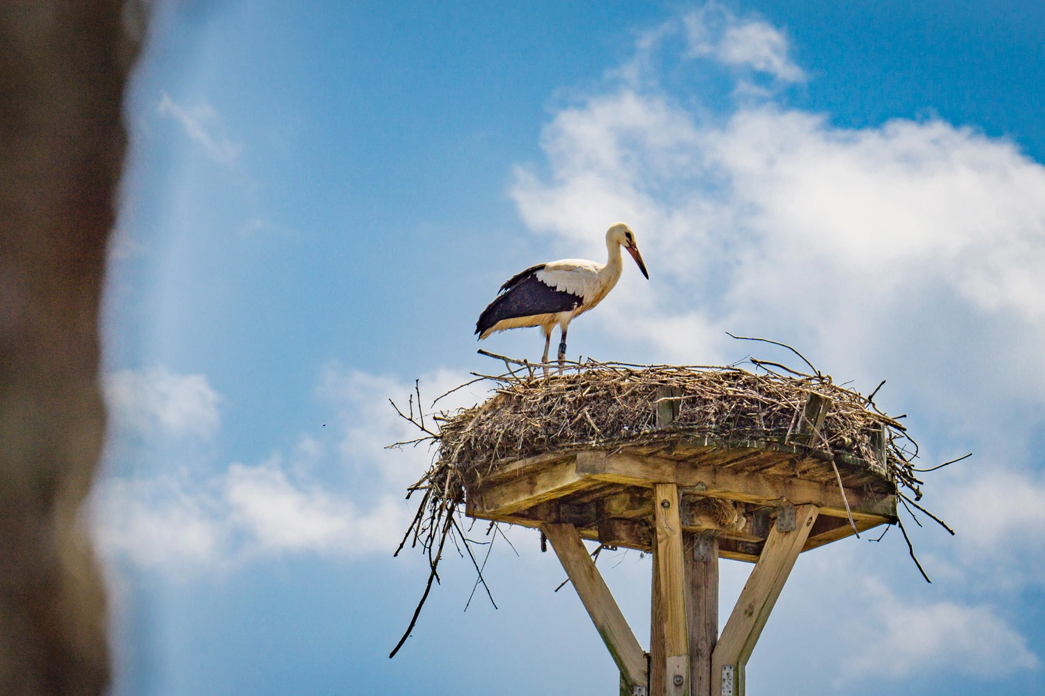 Ein Weißstorch steht auf einem großen Nest aus Ästen, das auf einer hölzernen Plattform errichtet ist, vor blauem Himmel mit weißen Wolken.