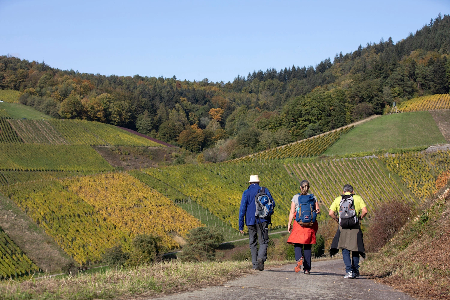 Drei Personen wandern durch eine bunt gefärbte Reblandschaft.