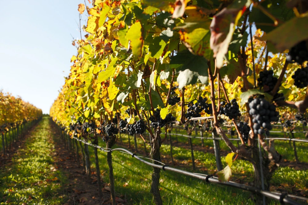 Dark grapes hanging on the vine in sunlight
