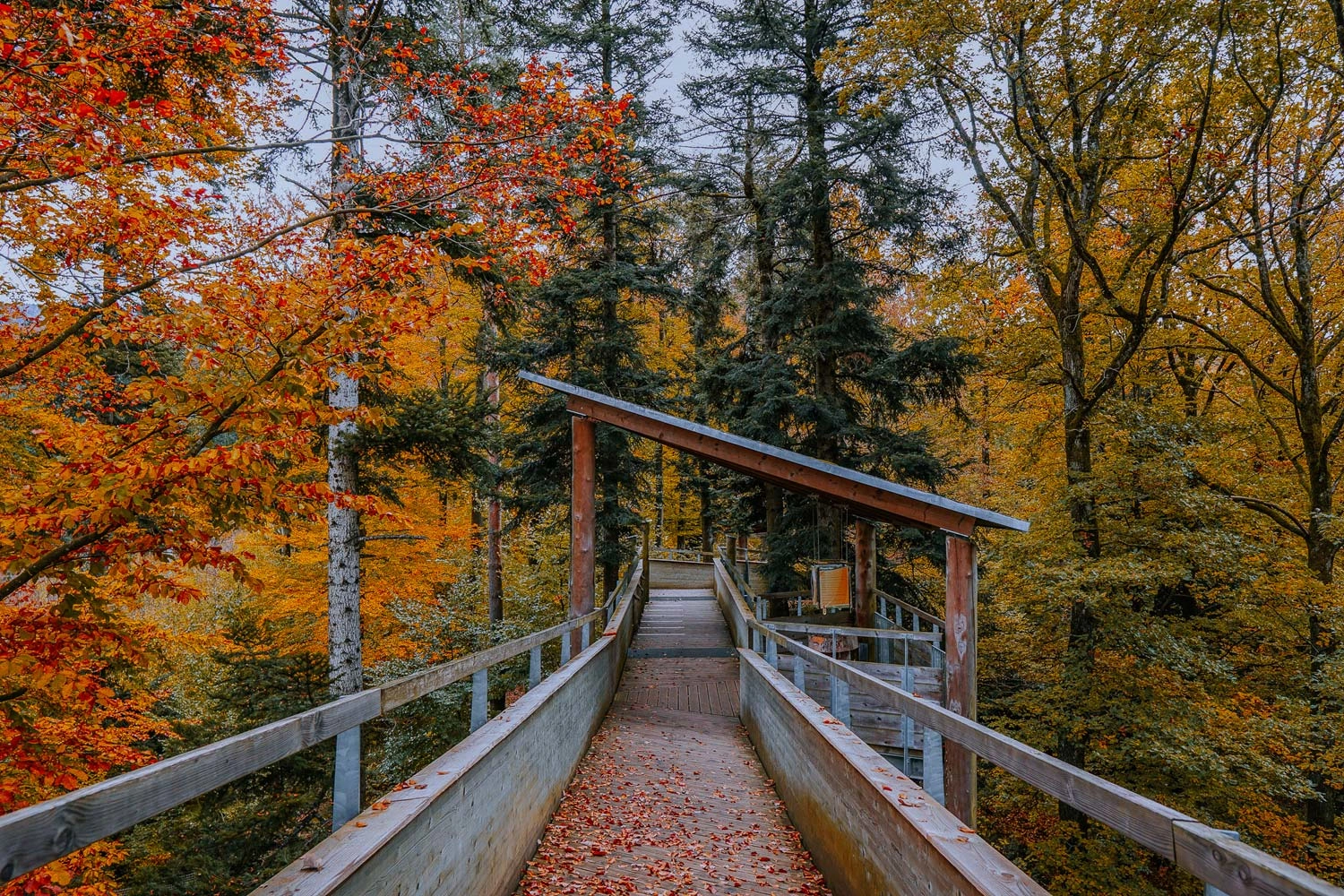 A treetop walkway with a covered information station leads through an autumnal forest. 
