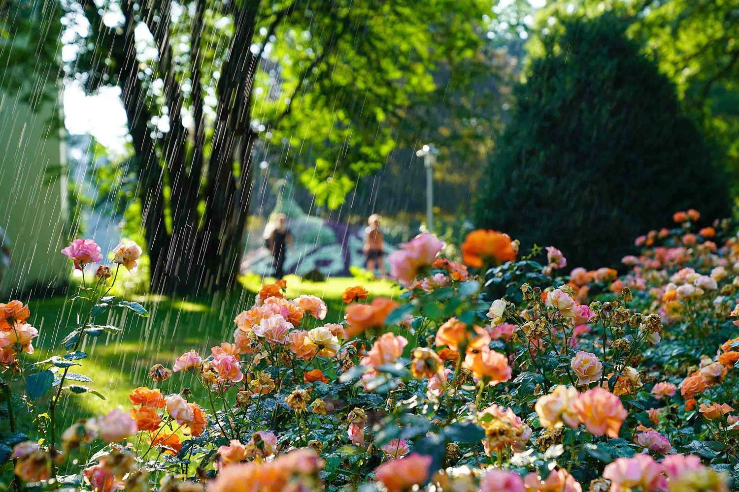 Lushly blooming rose bed in a park. It is being watered. Trees can be seen in the background.
