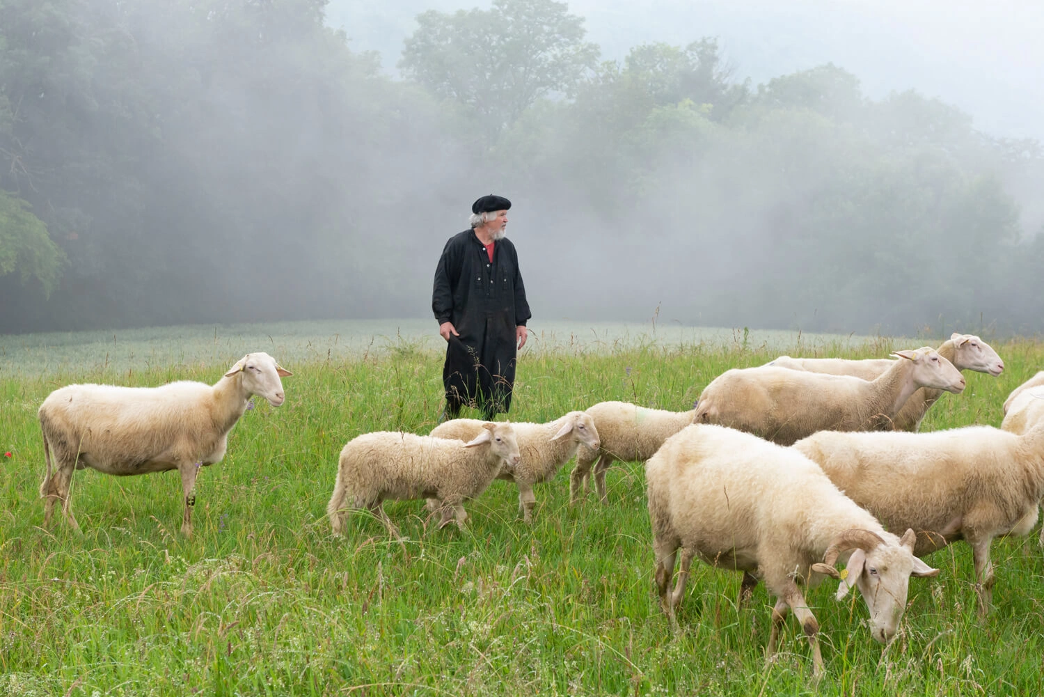 A shepherd in a black coat and many sheep are standing in a meadow.