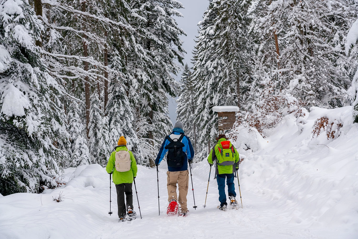 Three people on a snowshoe hike from behind.