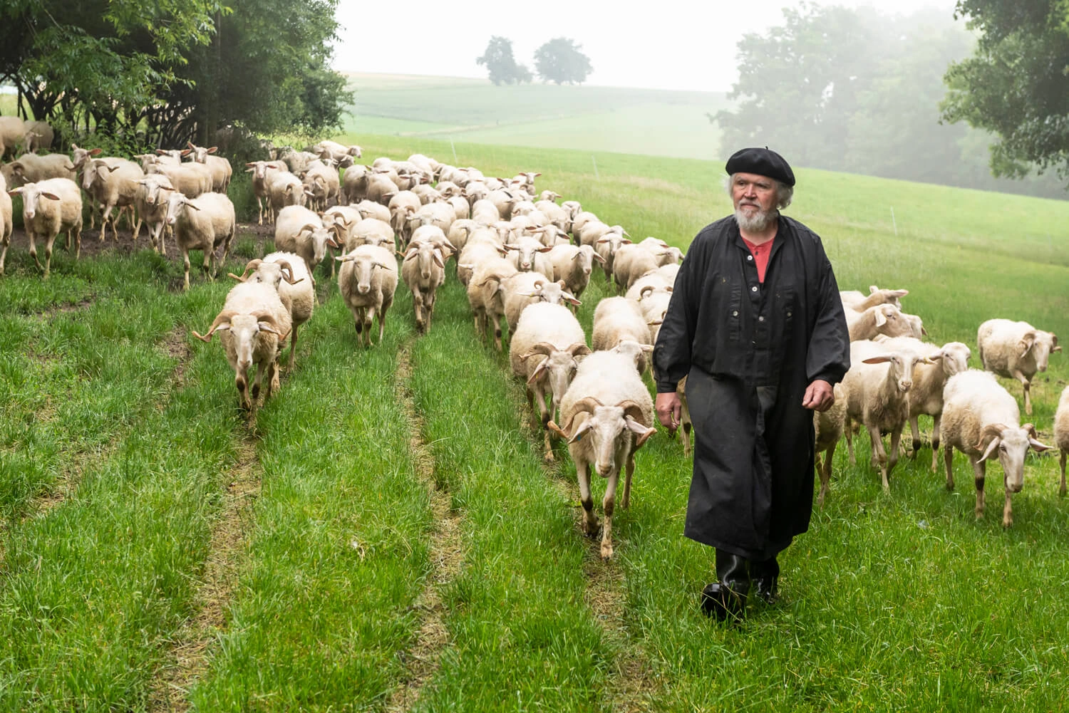 Ein Schäfer in schwarzer Kleidung läuft mit seiner Schafsherde über eine Wiese.