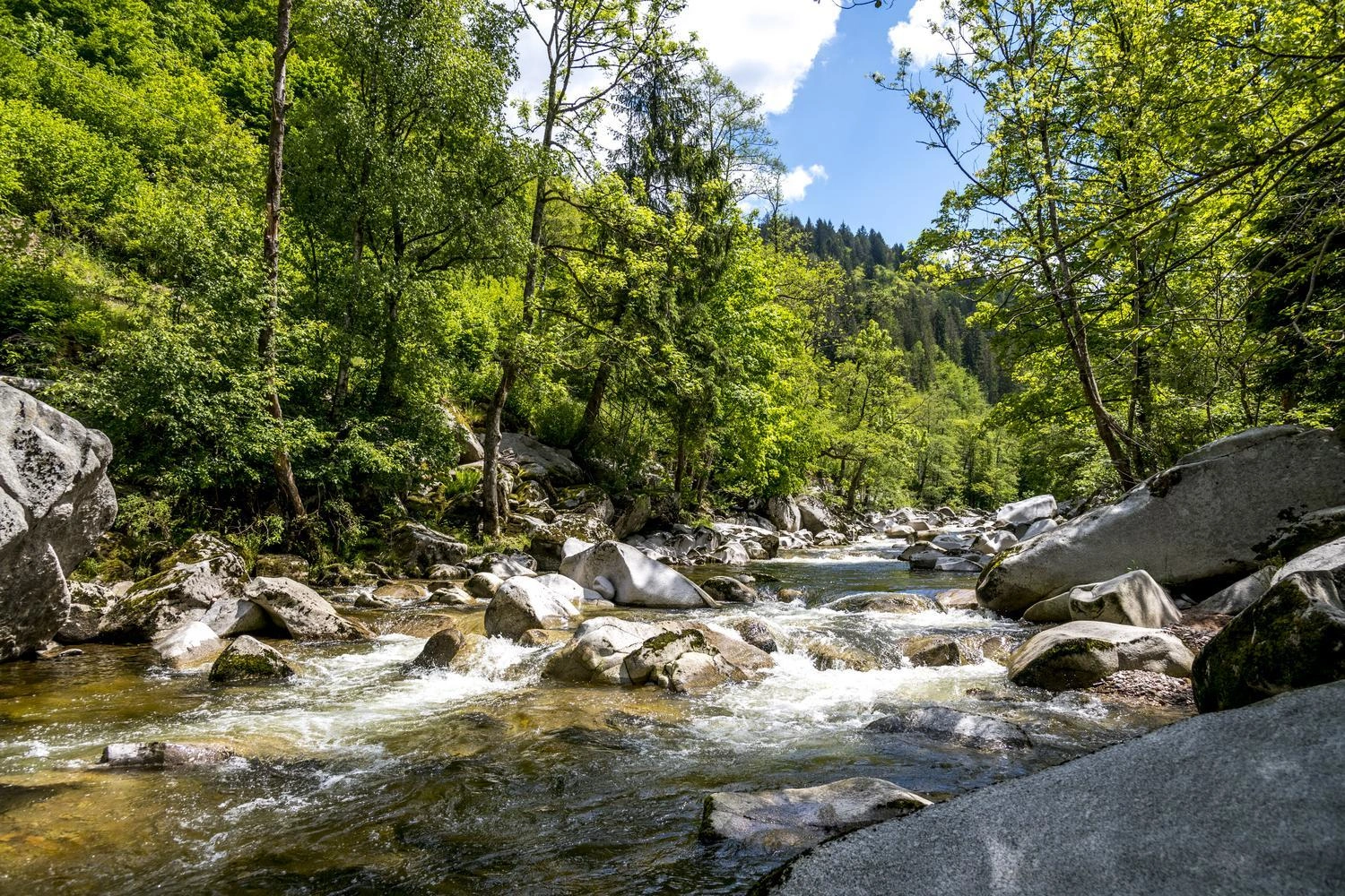 Ein wilder Fluss fließt durch einen Wald.