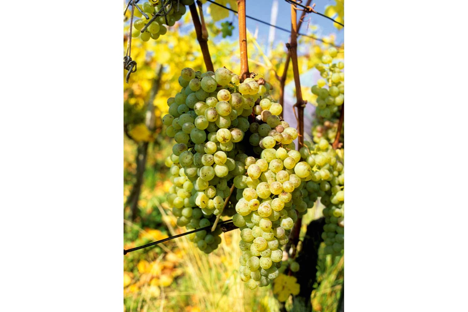Großaufnahme der Rebsorte Silvaner
