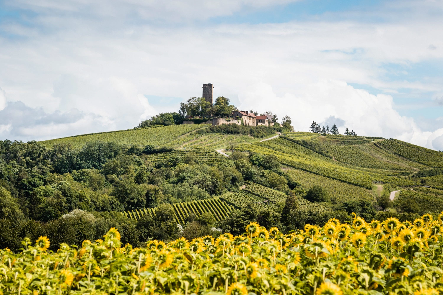 Eine Burg steht auf einem Hügel mit Weinbergen, im Vordergrund ein Sonnenblumenfeld.