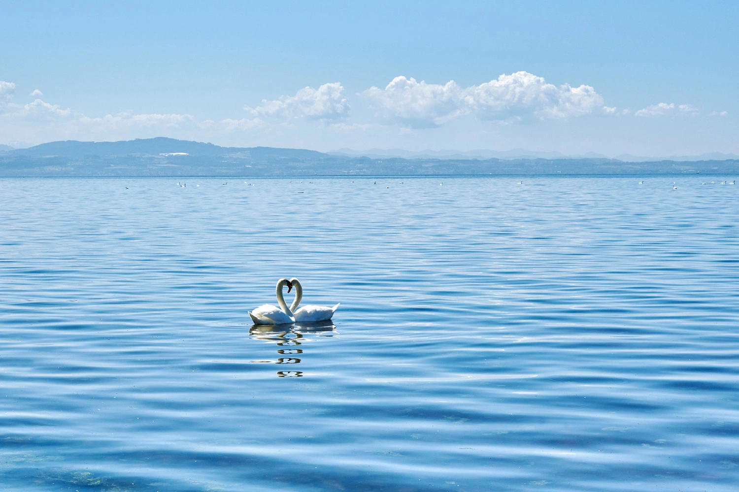 Schwäne bilden mit ihren Hälsen ein Herz auf dem Bodensee