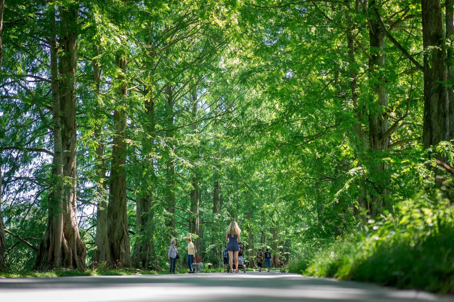 Tree-lined avenue with dense, green canopy; several people are walking or standing on the shady path between tall trees.