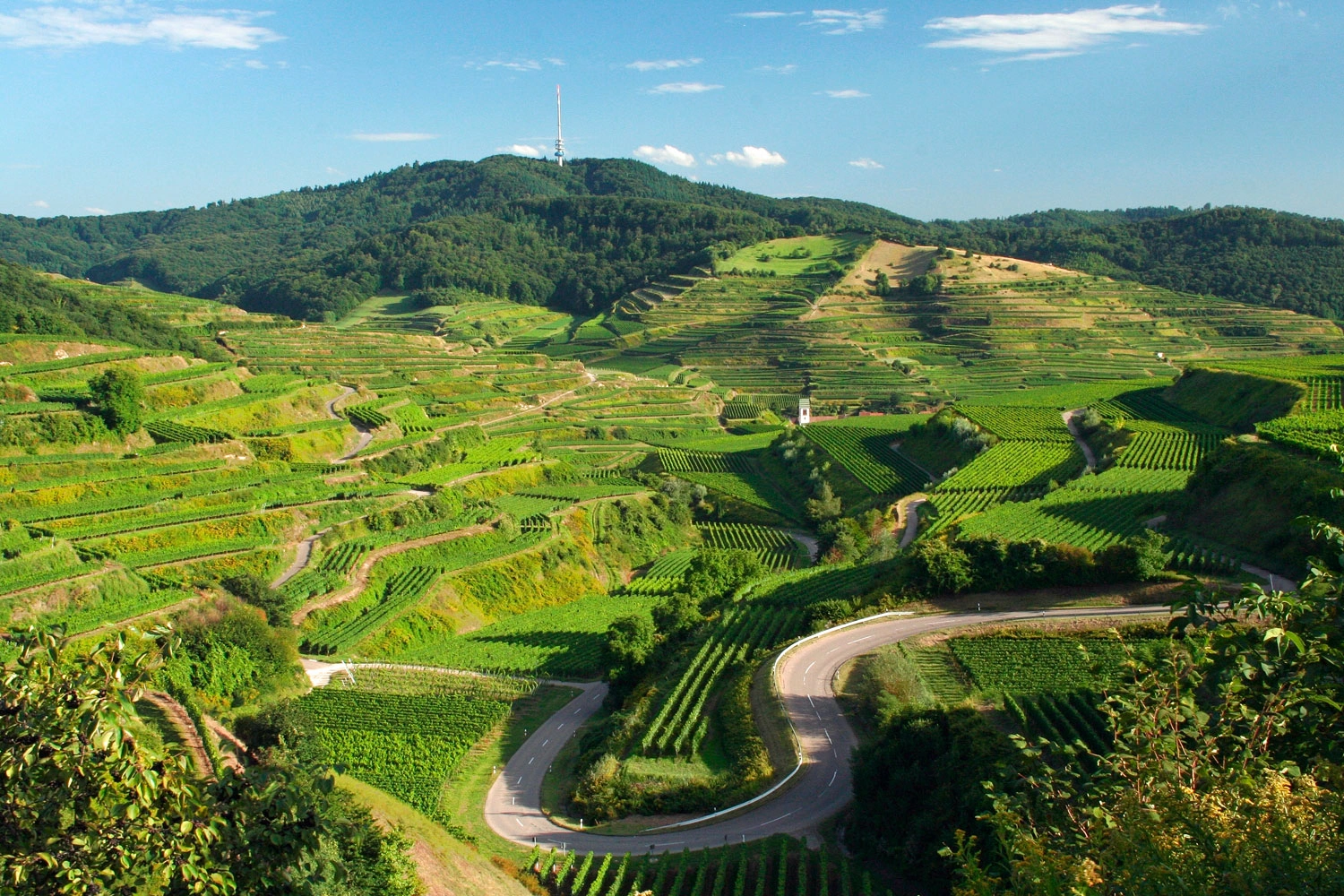 Panorama with a view of the Totenkopf and the many wine terraces.
