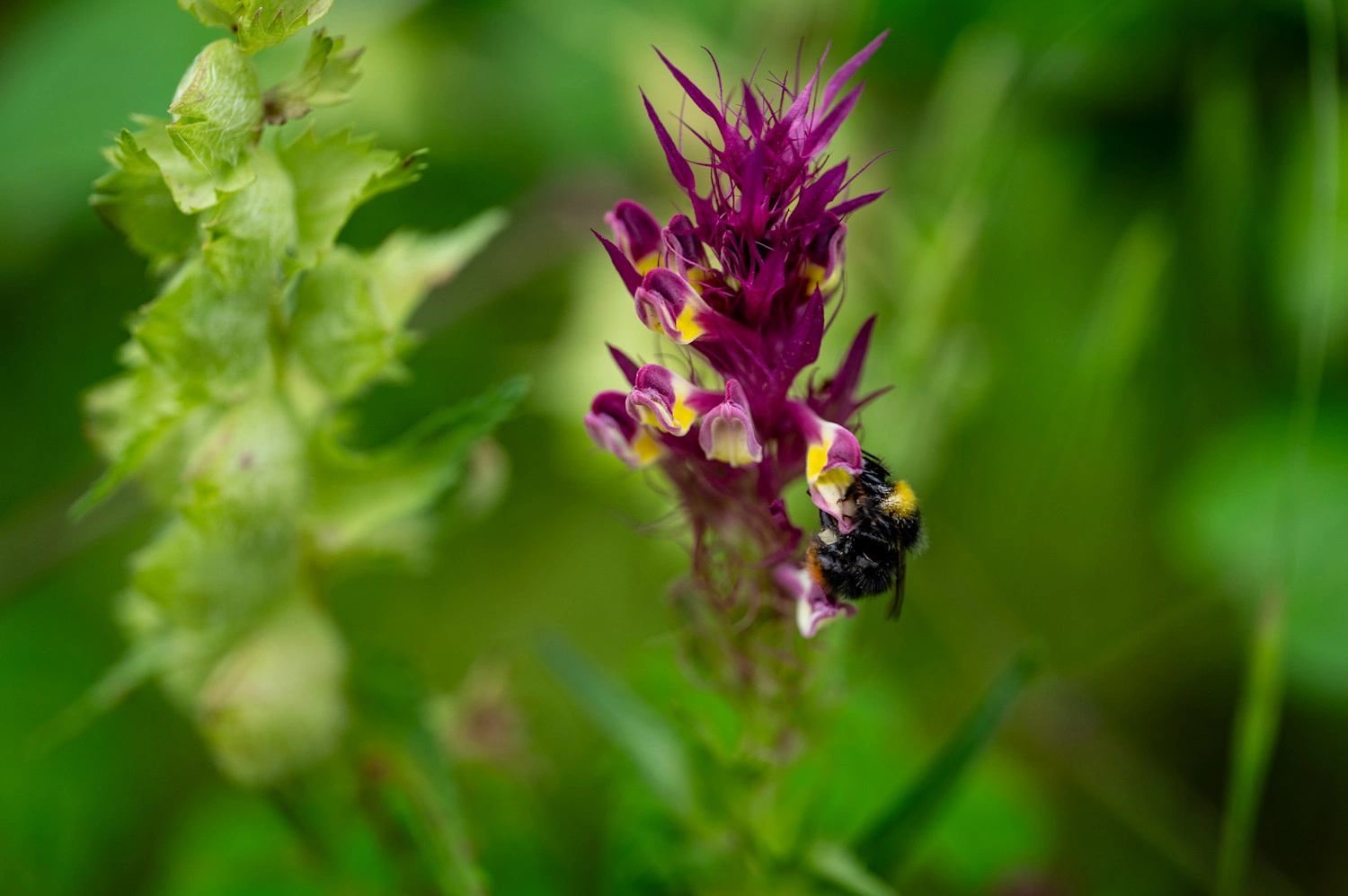 Nahaufnahme einer strahlend pinken Orchideenpflanze an der eine Hummel hängt.