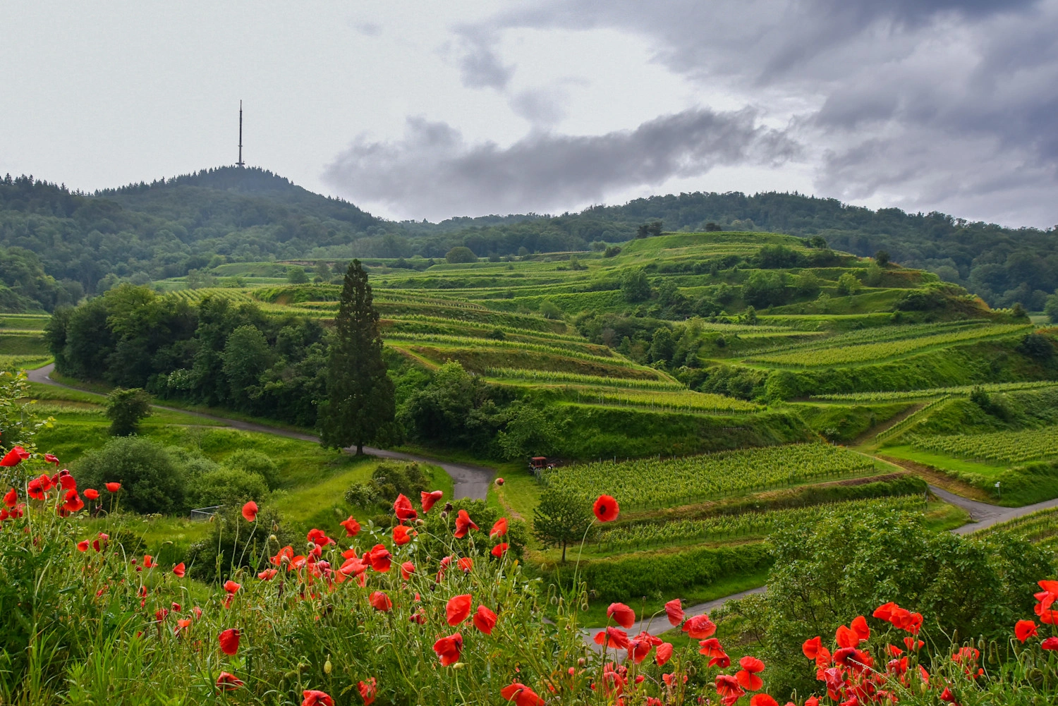 Ausblick auf einen bewaldeten Berg mit einem Turm darauf. Davor liegen Terassen von Weinreben. Im Vordergrund blüht rot der Klatschmohn.