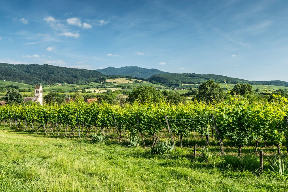 View of a lush green plot of vines in the Markgräflerland wine region. Wooded hills and a blue sky can be seen in the background.