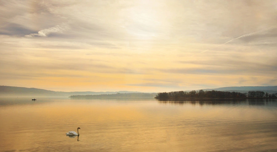 A large lake is illuminated orange by the sun. A swan swims on the lake.
