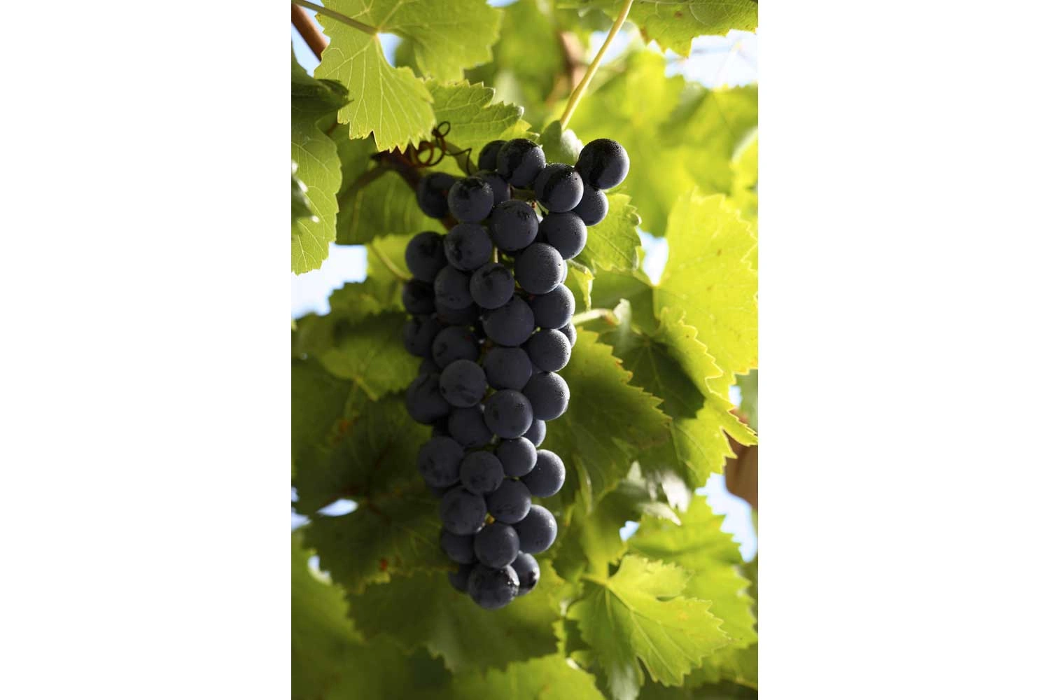 Close-up of a red wine grape Regent