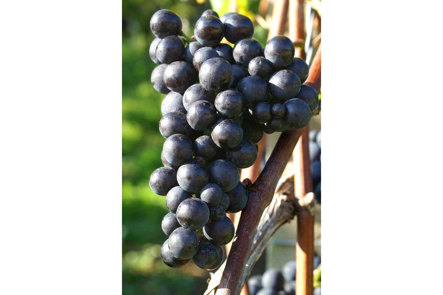 Großaufnahme einer Rotweintraube Blauer Spätburgunder