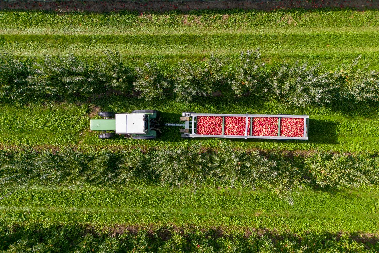 Blick von oben auf einen Traktor mit Anhänger, in dem viele Äpfel liegen. Der Traktor fährt über eine Apfelplantage.