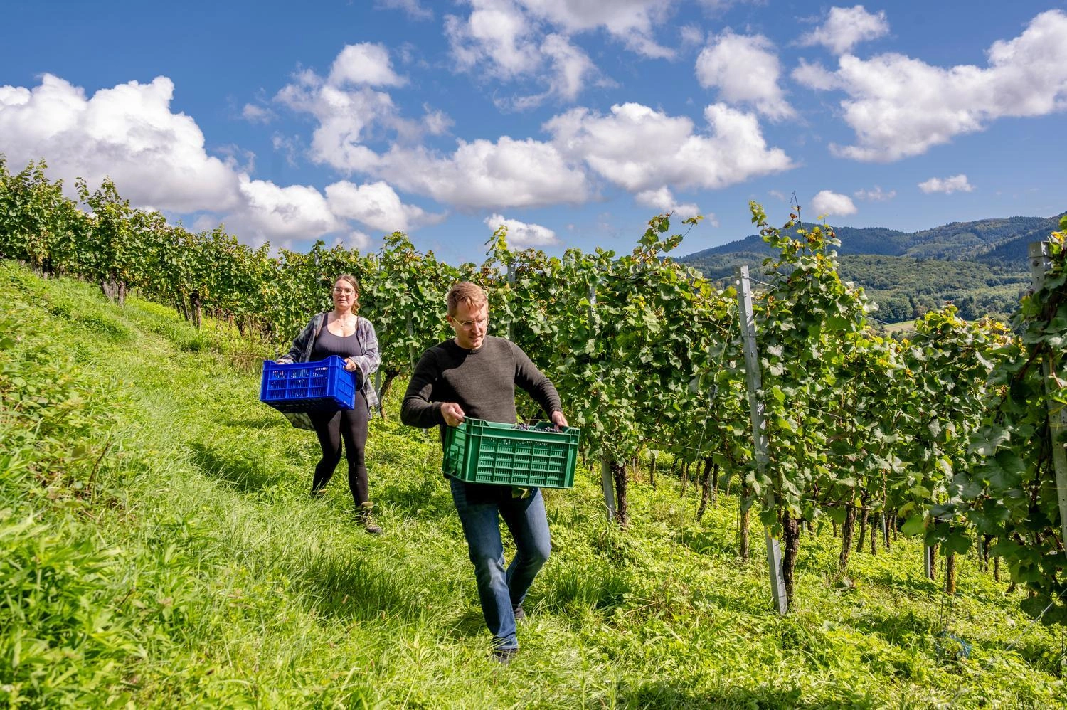 Two people carry blue and green crates full of harvested grapes through a sunny vineyard with green vines and hills in the background.