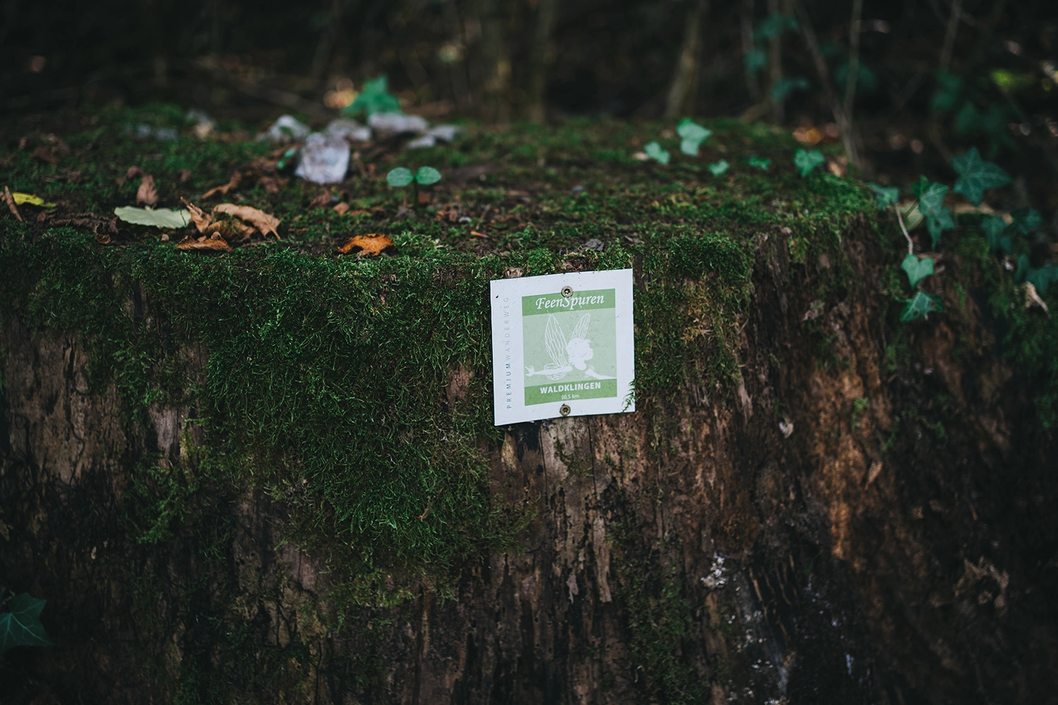 Moosbewachsener Waldboden mit Laub und teilweise sichtbarem Wegweiser für den 10,5 Kilometer langen Wanderweg „Feenspuren Waldklingen“.
