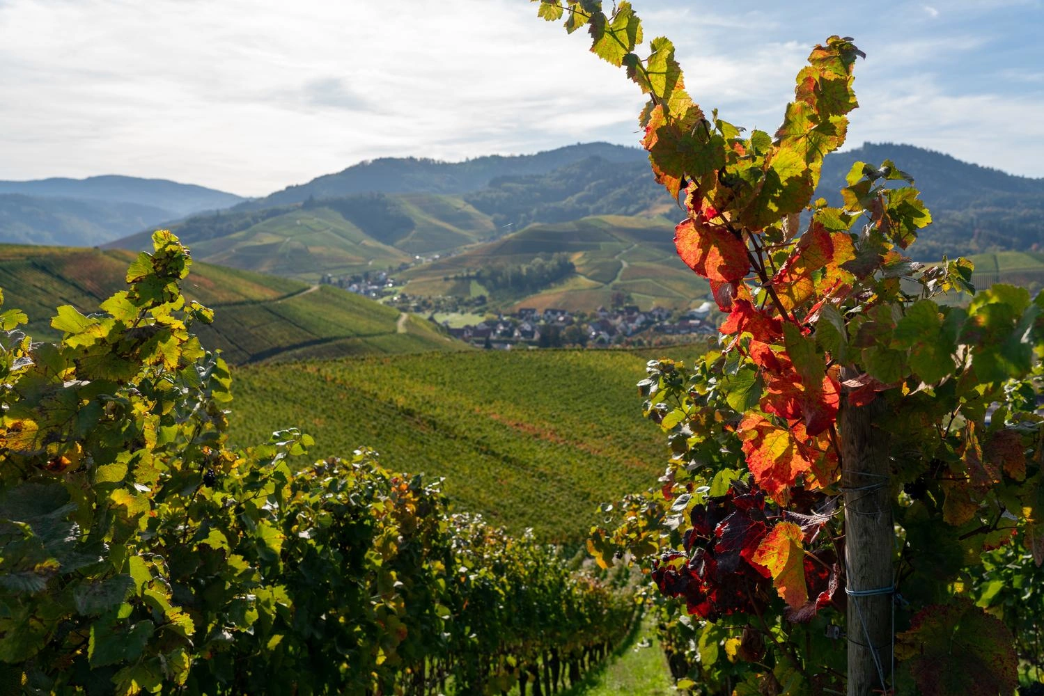  Close-up of a vine with a panoramic view in the background.