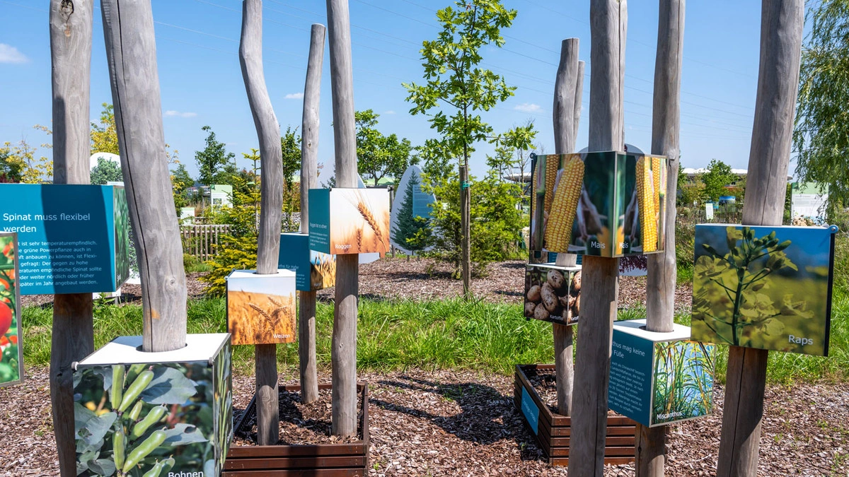 Various thin tree trunks on which information boards about crops such as maize and wheat are attached.