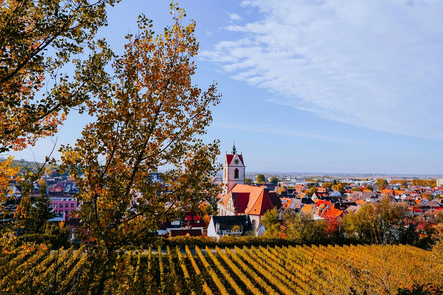 View over vineyards to an old town with a church.